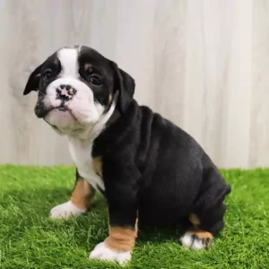 Bulldog